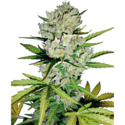 Auto Super Skunk fem. White Label