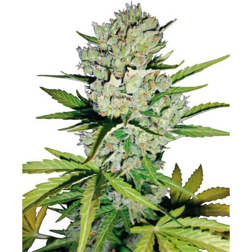 Auto Super Skunk fem. White Label