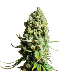 Auto Super Skunk fem. Nirvana