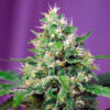 Auto Sweet Amnesia Haze XL fem. Sweet Seeds