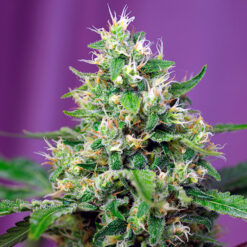 Auto Sweet Amnesia Haze XL fem. Sweet Seeds
