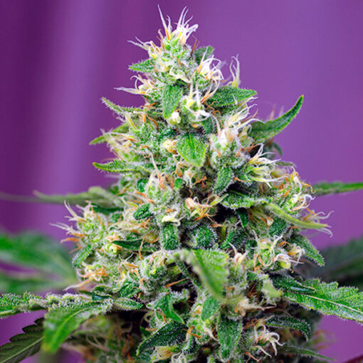 Auto Sweet Amnesia Haze XL fem. Sweet Seeds