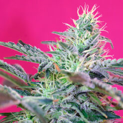 Auto Sweet Cheese fem. Sweet Seeds