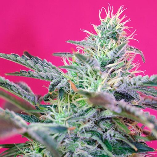 Auto Sweet Cheese XL fem. Sweet Seeds