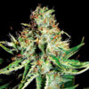 Auto Sweet Cream XXL. Expert Seeds