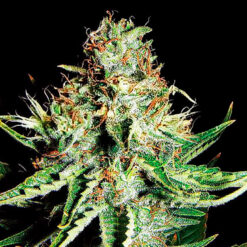 Auto Sweet Cream XXL. Expert Seeds