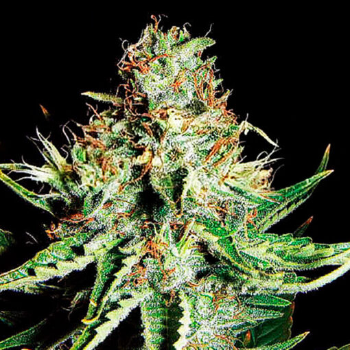 Auto Sweet Cream XXL. Expert Seeds