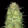 Auto Sweet Critical fem. 00 Seeds