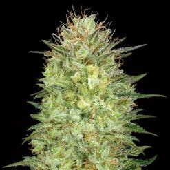 Auto Sweet Critical fem. 00 Seeds