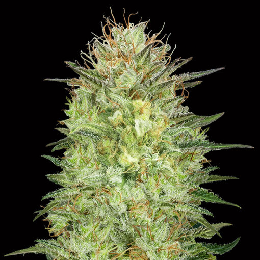 Auto Sweet Critical fem. 00 Seeds