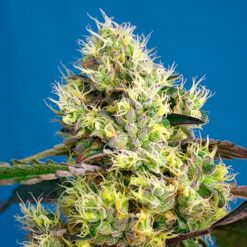 Auto Sweet Gelato fem. Sweet Seeds