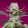 Auto Sweet Mandarine Zkittlez XL fem. Sweet Seeds