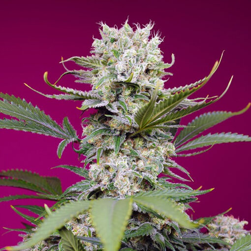 Auto Sweet Mandarine Zkittlez XL fem. Sweet Seeds