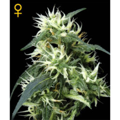 Auto Sweet Mango fem. Green House