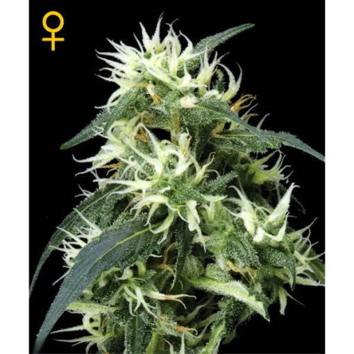 Auto Sweet Mango fem. Green House