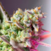 Auto Sweet Mimosa XL fem. Sweet Seeds