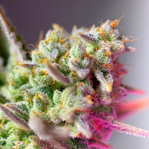 Auto Sweet Mimosa XL fem. Sweet Seeds