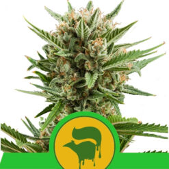 Auto Sweet Skunk fem. Royal Queen