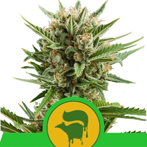 Auto Sweet Skunk fem. Royal Queen