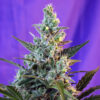 Auto Sweet Skunk fem Sweet Seeds