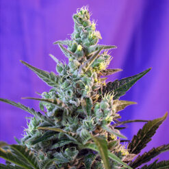 Auto Sweet Skunk fem Sweet Seeds