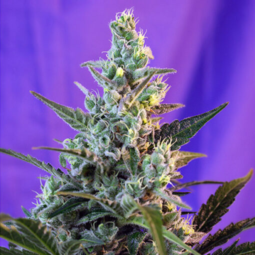 Auto Sweet Skunk fem Sweet Seeds
