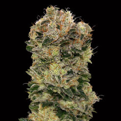 Auto Sweet Somango fem. 00 Seeds