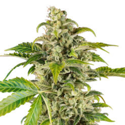 Auto Sweet & Sour Cream fem. Sensi Seed Research