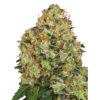 Auto Sweet Tangerine Tango 10 u. fem. White Label