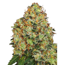 Auto Sweet Tangerine Tango  3 u. fem. White Label