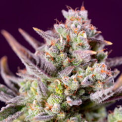 Auto Sweet Zenzation XL fem. Sweet Seeds