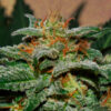 Auto Sweetberry Cough fem. Garden of Green Seeds