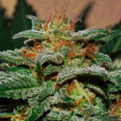 Auto Sweetberry Cough fem. Garden of Green Seeds