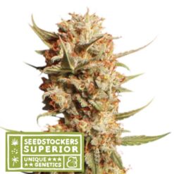 Auto Thunder Banana fem. Seedstockers Superior