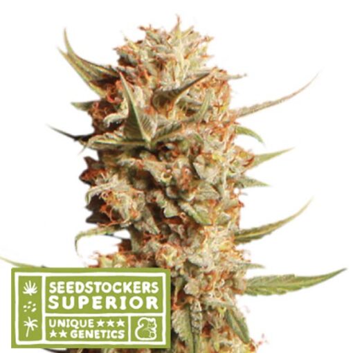 Auto Thunder Banana fem. Seedstockers Superior