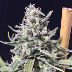 Auto Thunderstorm fem. R-Kiem Seeds