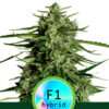 Auto Titan F1 fem. Royal Queen