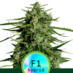 Auto Titan F1 fem. Royal Queen