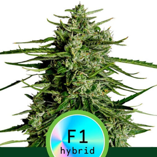 Auto Titan F1 fem. Royal Queen
