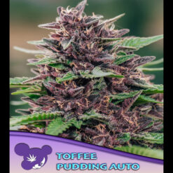 Auto Toffee Pudding fem. Anesia