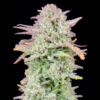 Auto Trainwreck fem. FastBuds Seeds