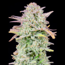 Auto Trainwreck fem. FastBuds Seeds