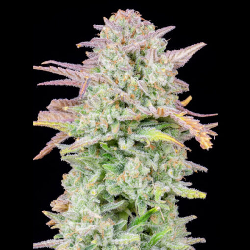 Auto Trainwreck fem. FastBuds Seeds