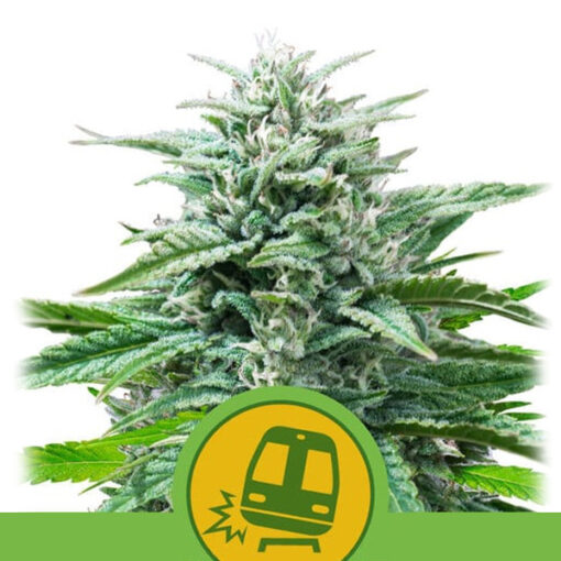 Auto Trainwreck fem. Royal Queen