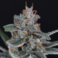 Auto Tri-Whip Kush 3 u. fem - USA Line- Pure Instinto