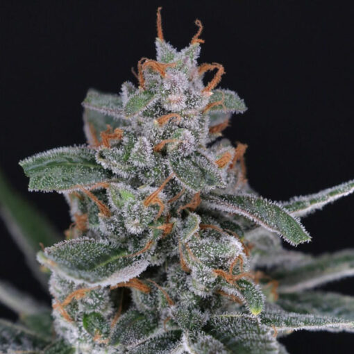 Auto Tri-Whip Kush 3 u. fem - USA Line- Pure Instinto