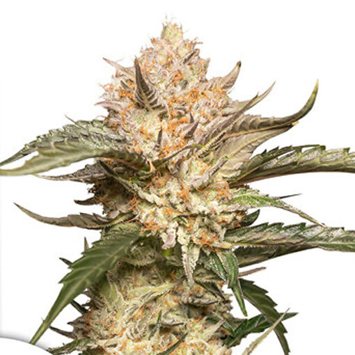 Auto Trichome and Cream fem. Dutch Passion