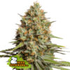 Auto Triton Biscotto Lime fem. Seedstockers Superior