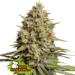 Auto Triton Biscotto Lime fem. Seedstockers Superior
