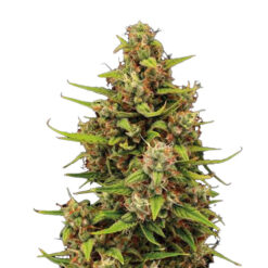 Auto Tropical Zmoothie fem. Seedstockers Superior